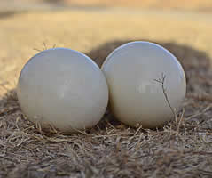ostrich-eggs